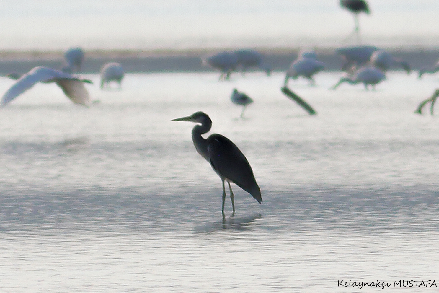 Western Reef-Heron